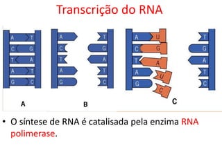 Transcrição do RNA
• O síntese de RNA é catalisada pela enzima RNA
polimerase.
 