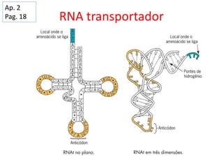 RNA transportador
Ap. 2
Pag. 18
 