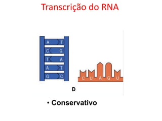 • Conservativo
Transcrição do RNA
 