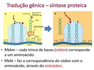 • RNAm – cada trinca de bases (códon) corresponde
a um aminoácido.
• RNAt – faz a correspondência do códon com o
aminoácido, através do anticódon.
Anticódon
 