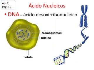 Ácido Nucleicos
• DNA– ácido desoxirribonucleico
Ap. 2
Pag. 16
 