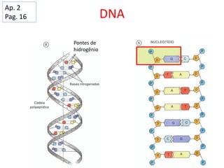 DNA
Ap. 2
Pag. 16
Pontes de
hidrogênio
 
