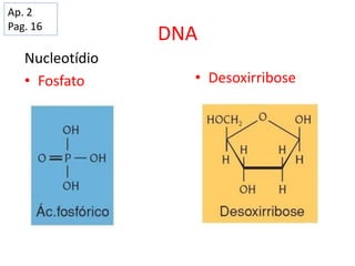 DNA
Nucleotídio
• Fosfato • Desoxirribose
Ap. 2
Pag. 16
 