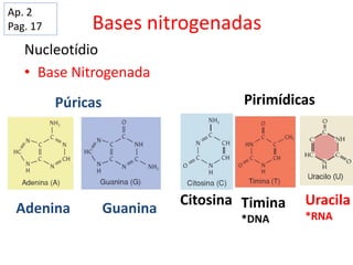 Bases nitrogenadas
Nucleotídio
• Base Nitrogenada
Púricas Pirimídicas
Adenina Guanina
Citosina Uracila
*RNA
Timina
*DNA
Ap. 2
Pag. 17
 