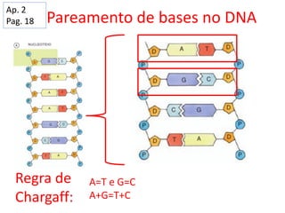 Pareamento de bases no DNA
Regra de
Chargaff:
A=T e G=C
A+G=T+C
Ap. 2
Pag. 18
 