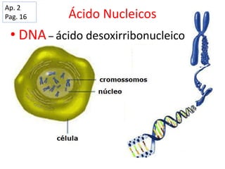 Ácido Nucleicos
• DNA– ácido desoxirribonucleico
Ap. 2
Pag. 16
 