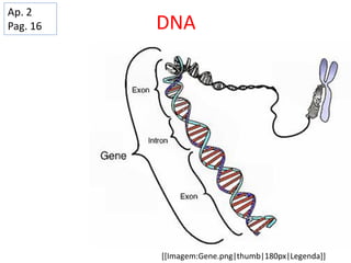 DNA
Ap. 2
Pag. 16
[[Imagem:Gene.png|thumb|180px|Legenda]]
 