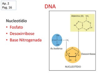 DNA
Nucleotídio
• Fosfato
• Desoxirribose
• Base Nitrogenada
Ap. 2
Pag. 16
 