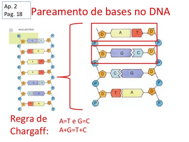 Resultado de imagem para pareamento bases dna