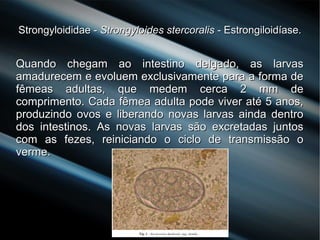 Strongyloididae -Strongyloididae - Strongyloides stercoralisStrongyloides stercoralis - Estrongiloidíase.- Estrongiloidíase.
Quando chegam ao intestino delgado, as larvasQuando chegam ao intestino delgado, as larvas
amadurecem e evoluem exclusivamente para a forma deamadurecem e evoluem exclusivamente para a forma de
fêmeas adultas, que medem cerca 2 mm defêmeas adultas, que medem cerca 2 mm de
comprimento. Cada fêmea adulta pode viver até 5 anos,comprimento. Cada fêmea adulta pode viver até 5 anos,
produzindo ovos e liberando novas larvas ainda dentroproduzindo ovos e liberando novas larvas ainda dentro
dos intestinos. As novas larvas são excretadas juntosdos intestinos. As novas larvas são excretadas juntos
com as fezes, reiniciando o ciclo de transmissão ocom as fezes, reiniciando o ciclo de transmissão o
verme.verme.
 