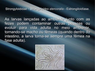 Strongyloididae -Strongyloididae - Strongyloides stercoralisStrongyloides stercoralis - Estrongiloidíase.- Estrongiloidíase.
As larvas lançadas ao ambiente junto com asAs larvas lançadas ao ambiente junto com as
fezes podem contaminar outras pessoas oufezes podem contaminar outras pessoas ou
evoluir para vida adulta no meio ambiente,evoluir para vida adulta no meio ambiente,
tornando-se macho ou fêmeas (quando dentro dotornando-se macho ou fêmeas (quando dentro do
intestino, a larva torna-se sempre uma fêmea naintestino, a larva torna-se sempre uma fêmea na
fase adulta).fase adulta).
 