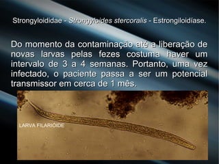 Strongyloididae -Strongyloididae - Strongyloides stercoralisStrongyloides stercoralis - Estrongiloidíase.- Estrongiloidíase.
Do momento da contaminação até a liberação deDo momento da contaminação até a liberação de
novas larvas pelas fezes costuma haver umnovas larvas pelas fezes costuma haver um
intervalo de 3 a 4 semanas. Portanto, uma vezintervalo de 3 a 4 semanas. Portanto, uma vez
infectado, o paciente passa a ser um potencialinfectado, o paciente passa a ser um potencial
transmissor em cerca de 1 mês.transmissor em cerca de 1 mês.
LARVA FILARIÓIDE
 