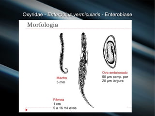 Oxyridae -Oxyridae - Enterobius vermicularisEnterobius vermicularis - Enterobíase- Enterobíase
 