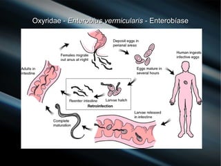 Oxyridae -Oxyridae - Enterobius vermicularisEnterobius vermicularis - Enterobíase- Enterobíase
 