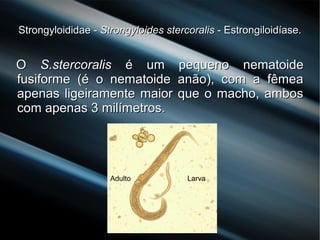 Strongyloididae -Strongyloididae - Strongyloides stercoralisStrongyloides stercoralis - Estrongiloidíase.- Estrongiloidíase.
OO S.stercoralisS.stercoralis é um pequeno nematoideé um pequeno nematoide
fusiforme (é o nematoide anão), com a fêmeafusiforme (é o nematoide anão), com a fêmea
apenas ligeiramente maior que o macho, ambosapenas ligeiramente maior que o macho, ambos
com apenas 3 milímetros.com apenas 3 milímetros.
Adulto Larva
 