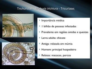 Trichuridae -Trichuridae - Trichuris trichiuraTrichuris trichiura - Tricuríase;- Tricuríase;
 