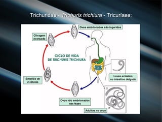 Trichuridae -Trichuridae - Trichuris trichiuraTrichuris trichiura - Tricuríase;- Tricuríase;
 