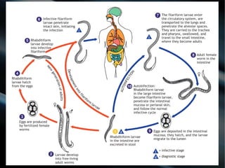Strongyloididae - Strongyloides stercoralis - Estrongiloidíase.Strongyloididae - Strongyloides stercoralis - Estrongiloidíase.
 