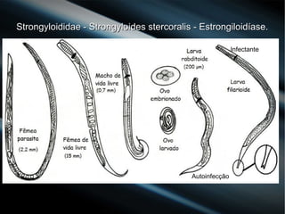 Strongyloididae - Strongyloides stercoralis - Estrongiloidíase.Strongyloididae - Strongyloides stercoralis - Estrongiloidíase.
Infectante
Autoinfecção
 