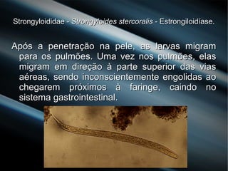 Strongyloididae -Strongyloididae - Strongyloides stercoralisStrongyloides stercoralis - Estrongiloidíase.- Estrongiloidíase.
Após a penetração na pele, as larvas migramApós a penetração na pele, as larvas migram
para os pulmões. Uma vez nos pulmões, elaspara os pulmões. Uma vez nos pulmões, elas
migram em direção à parte superior das viasmigram em direção à parte superior das vias
aéreas, sendo inconscientemente engolidas aoaéreas, sendo inconscientemente engolidas ao
chegarem próximos à faringe, caindo nochegarem próximos à faringe, caindo no
sistema gastrointestinal.sistema gastrointestinal.
 
