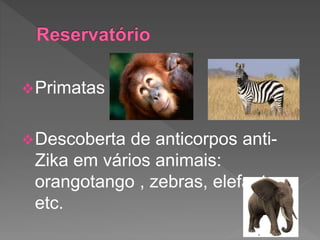 Primatas
Descoberta de anticorpos anti-
Zika em vários animais:
orangotango , zebras, elefantes ,
etc.
 