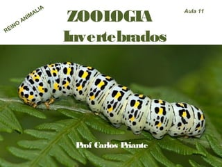 ZOOLOGIA
Invertebrados
Prof Carlos Priante
Aula 11
REINO
ANIMALIA
 