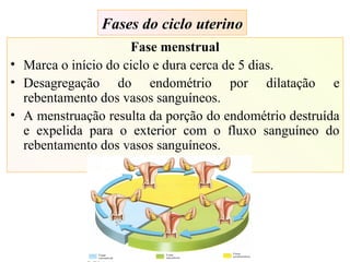 Fases do ciclo uterino
Fase menstrual
• Marca o início do ciclo e dura cerca de 5 dias.
• Desagregação do endométrio por dilatação e
rebentamento dos vasos sanguíneos.
• A menstruação resulta da porção do endométrio destruída
e expelida para o exterior com o fluxo sanguíneo do
rebentamento dos vasos sanguíneos.
 