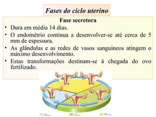 Fases do ciclo uterino
Fase secretora
• Dura em média 14 dias.
• O endométrio continua a desenvolver-se até cerca de 5
mm de espessura.
• As glândulas e as redes de vasos sanguíneos atingem o
máximo desenvolvimento.
• Estas transformações destinam-se à chegada do ovo
fertilizado.
 