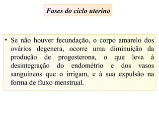 Fases do ciclo uterino
• Se não houver fecundação, o corpo amarelo dos
ovários degenera, ocorre uma diminuição da
produção de progesterona, o que leva à
desintegração do endométrio e dos vasos
sanguíneos que o irrigam, e à sua expulsão na
forma de fluxo menstrual.
 