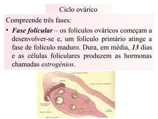 Ciclo ovárico
Compreende três fases:
• Fase folicular – os folículos ováricos começam a
desenvolver-se e, um folículo primário atinge a
fase de folículo maduro. Dura, em média, 13 dias
e as células foliculares produzem as hormonas
chamadas estrogénios.
 