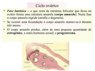 Ciclo ovárico
• Fase luteínica – o que resta da estrutura folicular que ficou no
ovário forma uma estrutura amarela (corpo amarelo). Nesta fase
o corpo amarelo regride (atrofia e degenera).
• Se ocorrer uma fecundação o corpo amarelo manter-se-á durante
três meses.
• O corpo amarelo produz, além de uma pequena quantidade de
estrogénios, a outra hormona sexual, a progesterona.
 