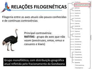 RELAÇÕES FILOGENÉTICAS
Filogenia entre as aves atuais são pouco conhecidas
e de contínuas controvérsias
Grupo monofilético, com distribuição geográfica
atual refletida pelo fracionamento da Gondwana
Principal controvérsia:
RATITAS - grupo de aves que não
voam (avestruzes, emas, emus e
casuares e kiwis)
 