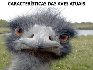 CARACTERÍSTICAS DAS AVES ATUAIS
 