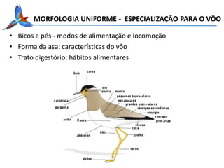 • Bicos e pés - modos de alimentação e locomoção
• Forma da asa: características do vôo
• Trato digestório: hábitos alimentares
MORFOLOGIA UNIFORME - ESPECIALIZAÇÃO PARA O VÔO
 