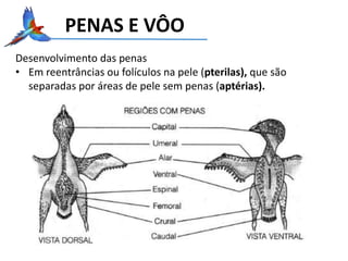 PENAS E VÔO
Desenvolvimento das penas
• Em reentrâncias ou folículos na pele (pterilas), que são
separadas por áreas de pele sem penas (aptérias).
 