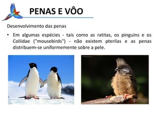 PENAS E VÔO
Desenvolvimento das penas
• Em algumas espécies - tais como as ratitas, os pinguins e os
Coliidae ("mousebirds") - não existem pterilas e as penas
distribuem-se uniformemente sobre a pele.
 