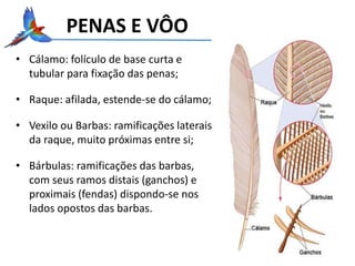 PENAS E VÔO
• Cálamo: folículo de base curta e
tubular para fixação das penas;
• Raque: afilada, estende-se do cálamo;
• Vexilo ou Barbas: ramificações laterais
da raque, muito próximas entre si;
• Bárbulas: ramificações das barbas,
com seus ramos distais (ganchos) e
proximais (fendas) dispondo-se nos
lados opostos das barbas.
 
