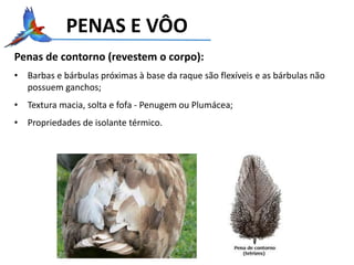 PENAS E VÔO
Penas de contorno (revestem o corpo):
• Barbas e bárbulas próximas à base da raque são flexíveis e as bárbulas não
possuem ganchos;
• Textura macia, solta e fofa - Penugem ou Plumácea;
• Propriedades de isolante térmico.
 