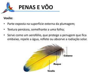 PENAS E VÔO
Vexilo:
• Parte exposta na superfície externa da plumagem;
• Textura penácea, semelhante a uma folha;
• Serve como um aerofólio, que protege a penugem que fica
embaixo, repele a água, reflete ou absorve a radiação solar.
 