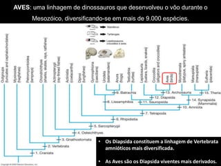 AVES: uma linhagem de dinossauros que desenvolveu o vôo durante o
Mesozóico, diversificando-se em mais de 9.000 espécies.
• Os Diapsida constituem a linhagem de Vertebrata
amnióticos mais diversificada.
• As Aves são os Diapsida viventes mais derivados.
 