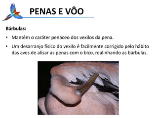 PENAS E VÔO
Bárbulas:
• Mantêm o caráter penáceo dos vexilos da pena.
• Um desarranjo físico do vexilo é facilmente corrigido pelo hábito
das aves de alisar as penas com o bico, realinhando as bárbulas.
 