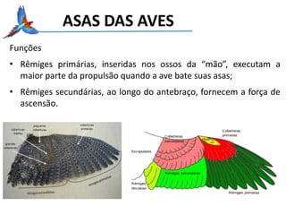 ASAS DAS AVES
Funções
• Rêmiges primárias, inseridas nos ossos da “mão”, executam a
maior parte da propulsão quando a ave bate suas asas;
• Rêmiges secundárias, ao longo do antebraço, fornecem a força de
ascensão.
 