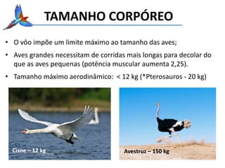 TAMANHO CORPÓREO
• O vôo impõe um limite máximo ao tamanho das aves;
• Aves grandes necessitam de corridas mais longas para decolar do
que as aves pequenas (potência muscular aumenta 2,25).
• Tamanho máximo aerodinâmico: < 12 kg (*Pterosauros - 20 kg)
Cisne – 12 kg Avestruz – 150 kg
 