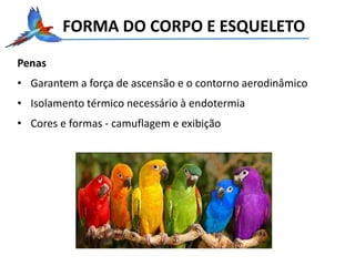 FORMA DO CORPO E ESQUELETO
Penas
• Garantem a força de ascensão e o contorno aerodinâmico
• Isolamento térmico necessário à endotermia
• Cores e formas - camuflagem e exibição
 