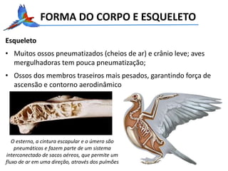 FORMA DO CORPO E ESQUELETO
Esqueleto
• Muitos ossos pneumatizados (cheios de ar) e crânio leve; aves
mergulhadoras tem pouca pneumatização;
• Ossos dos membros traseiros mais pesados, garantindo força de
ascensão e contorno aerodinâmico
O esterno, a cintura escapular e o úmero são
pneumáticos e fazem parte de um sistema
interconectado de sacos aéreos, que permite um
fluxo de ar em uma direção, através dos pulmões
 