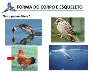 FORMA DO CORPO E ESQUELETO
Ossos pneumáticos?
 