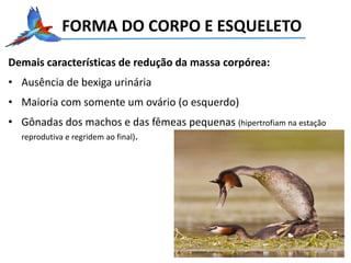 FORMA DO CORPO E ESQUELETO
Demais características de redução da massa corpórea:
• Ausência de bexiga urinária
• Maioria com somente um ovário (o esquerdo)
• Gônadas dos machos e das fêmeas pequenas (hipertrofiam na estação
reprodutiva e regridem ao final).
 