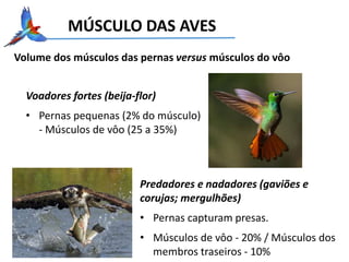 MÚSCULO DAS AVES
Volume dos músculos das pernas versus músculos do vôo
Voadores fortes (beija-flor)
• Pernas pequenas (2% do músculo)
- Músculos de vôo (25 a 35%)
Predadores e nadadores (gaviões e
corujas; mergulhões)
• Pernas capturam presas.
• Músculos de vôo - 20% / Músculos dos
membros traseiros - 10%
 