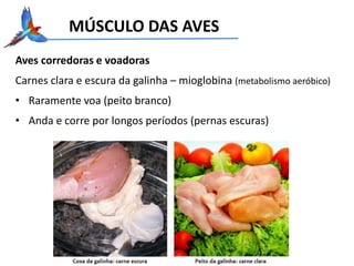 MÚSCULO DAS AVES
Aves corredoras e voadoras
Carnes clara e escura da galinha – mioglobina (metabolismo aeróbico)
• Raramente voa (peito branco)
• Anda e corre por longos períodos (pernas escuras)
 