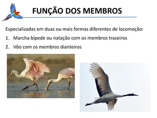 FUNÇÃO DOS MEMBROS
Especializadas em duas ou mais formas diferentes de locomoção:
1. Marcha bípede ou natação com os membros traseiros
2. Vôo com os membros dianteiros
 